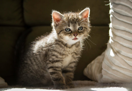 getigertes Katzenbaby