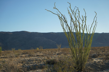 joshua tree national park USA