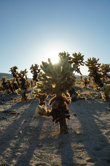 joshua tree national park USA
