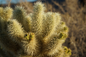 joshua tree national park USA
