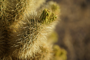 joshua tree national park USA