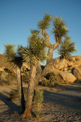 joshua tree national park USA