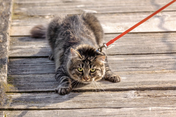 scared gray cat walks on a leash, selective focus
