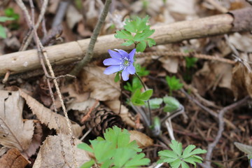 Tender blue liverwort bloomed in the spring forest