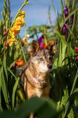 Wolf im Gladiolenfeld