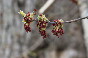 
Maple bloomed earlier in the spring