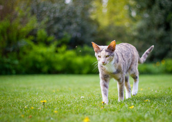 Orientalisch Kurzhaar Katze im Garten