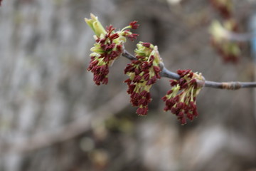 
Maple bloomed earlier in the spring
