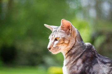 Orientalisch Kurzhaar Portrait
