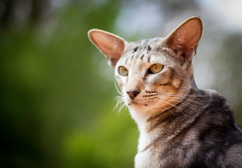 Orientalisch Kurzhaar Portrait