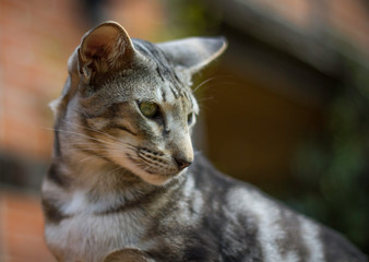 Orientalisch Kurzhaar Portrait
