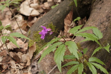 Bright lilac flower bloomed in the spring forest