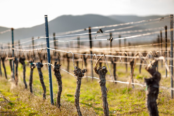 beschnittene Weinreben im Frühjahr