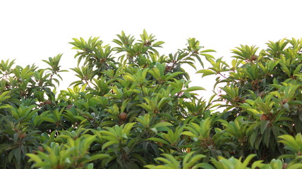 A beautiful sapota tree near my house