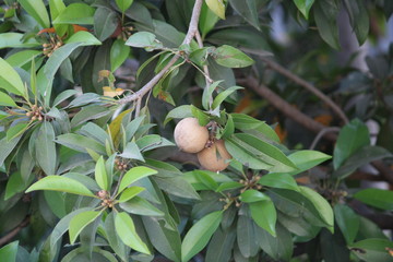 Fresh sopotas hanging on the tree