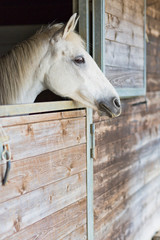 portrait of a white horse with its head out of the box