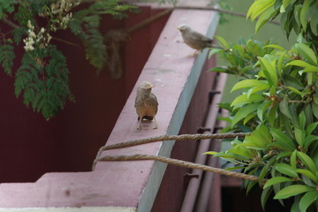 Birds chirping around my house