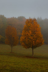 Fototapeta premium single orange tree on a misty day