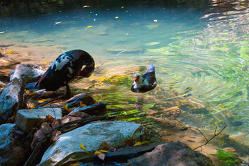 Naklejka na ściany i meble Muscovy ducks swim in a transparent pond. Turkey
