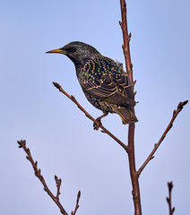 Starling on a branch