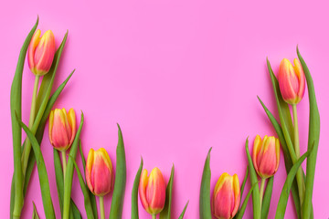 tulips on a pink background copy space. beautiful spring flowers on a colored background. seven...