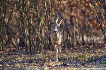 Roebuck in the forest