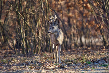 Roebuck in the forest