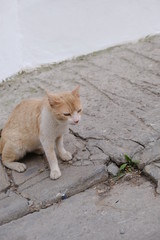 Fototapeta premium 路地の猫