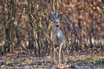 Roebuck in the forest