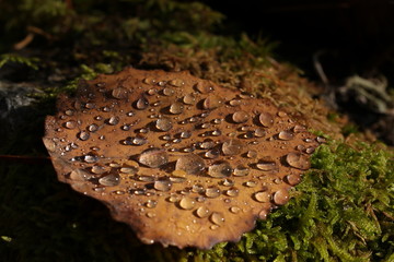 gouttes d'eau automnales sur une feuille morte 