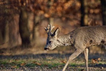 Roebuck in the forest