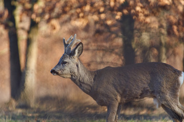 Roebuck in the forest