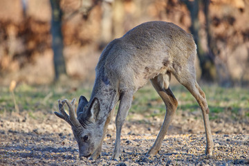 Roebuck in the forest