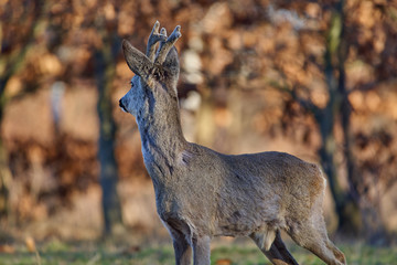 Roebuck in the forest