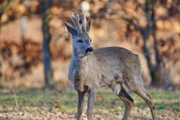 Roebuck in the forest