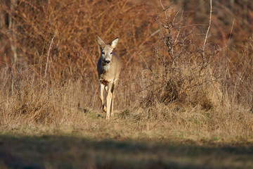 Roe deer in the forest