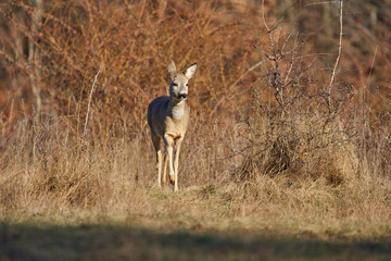 Roe deer in the forest