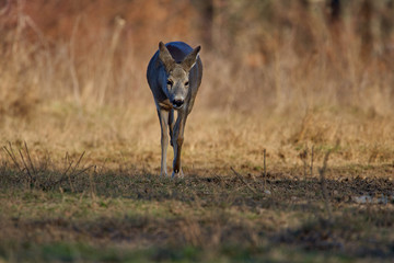 Roe deer in the forest
