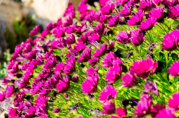 Fototapeta premium The name of these flowers is African daisy or Margarita Africana one of many varieties of flowering senecio articulatus plant, colorful background of beautiful plants, grow from early spring to summer