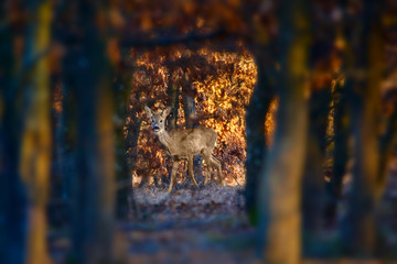 Roe deer in the forest