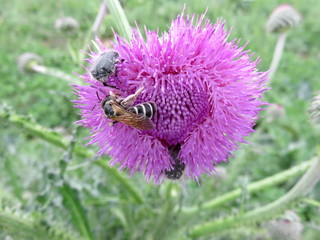 Insects feast on the nectar of Thistle flowers.