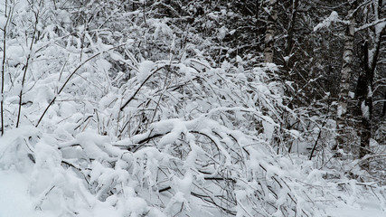 Landscape winter forest in the mountains