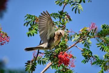 Fieldfare sits on the rowan tree and eats berries. Bird eats berries.