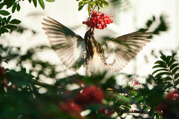 Fieldfare flies near the rowan tree and eats berries. Bird eats berries.