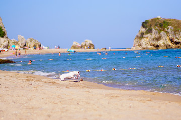beach and sea and dog
