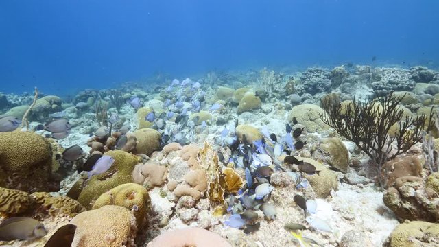 Seascape in turquoise water of coral reef in the Caribbean Sea around Curacao with Ocean Surgeonfish, Blue Tang, Doctorfish and coral and sponge