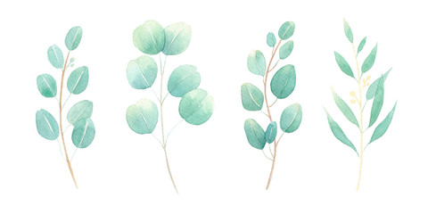 Eucalyptus leaves watercolor set. Hand paitned eucalypt branches illustration isolated on white background. Perfect for wedding invitations, design greeting cards, banners, mockups. Greenery.