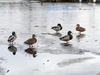 Wild duck walks on a frozen pond