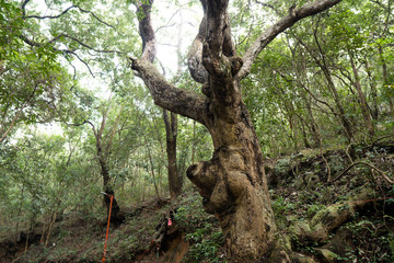 Wide View of trees in Forest focusing single Big tree