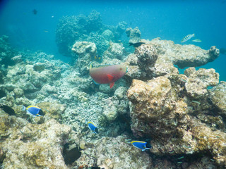 sea backgrounds